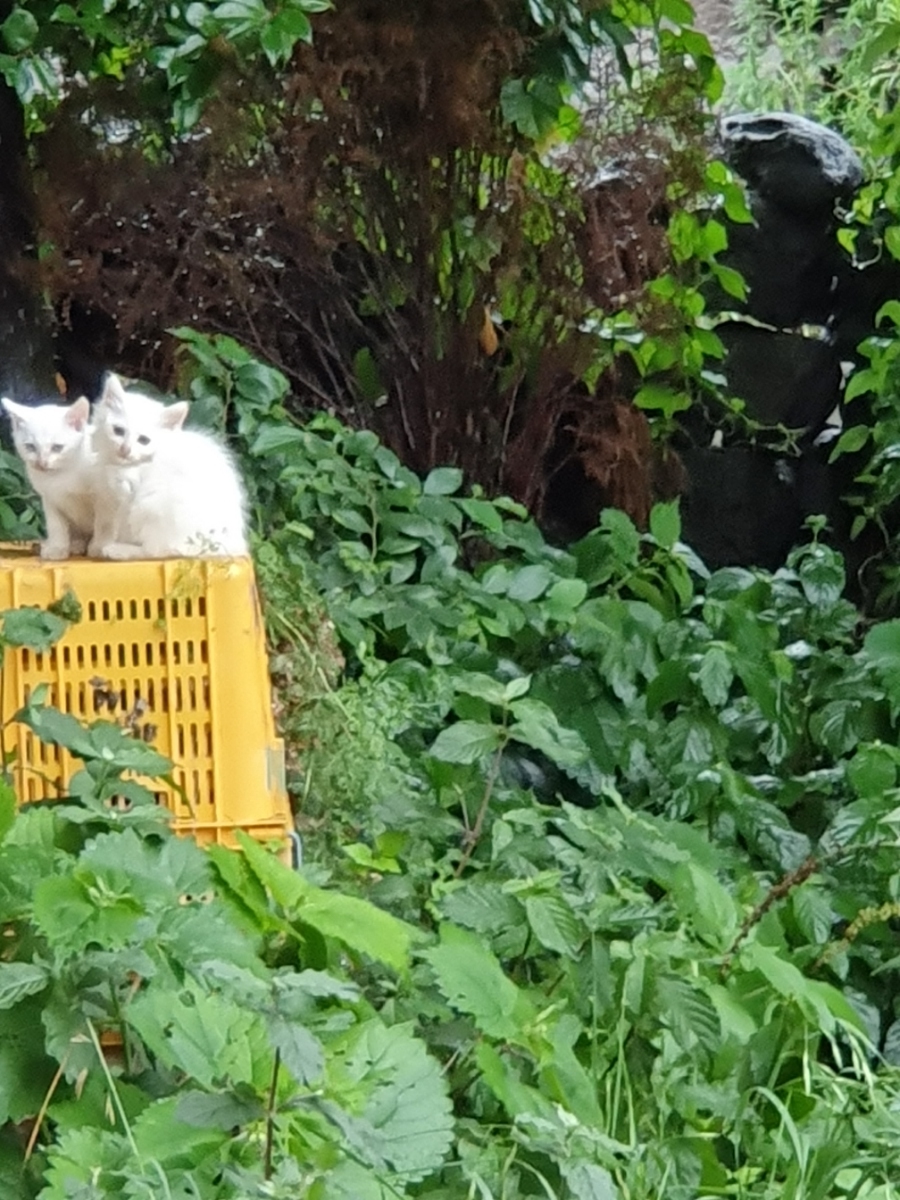 20190719_182506.jpg