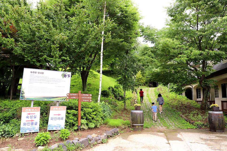 지리산황금나무 이미지