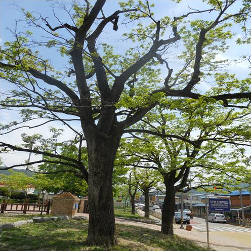 맨퍼스트 이미지