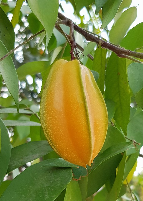 프루츠스타 이미지