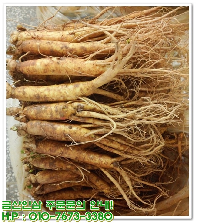 건강한인삼 이미지