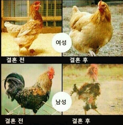 미묘한 차이 이미지