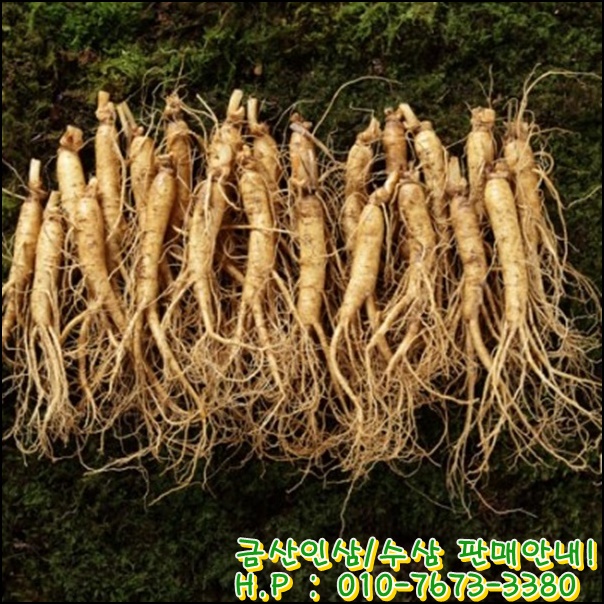 금산인삼 이미지