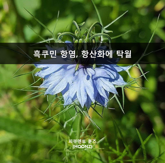 흑쿠민(블랙커민) 항염, 항산화에 탁월 [화장품::뷰티] : 네이버 블로그