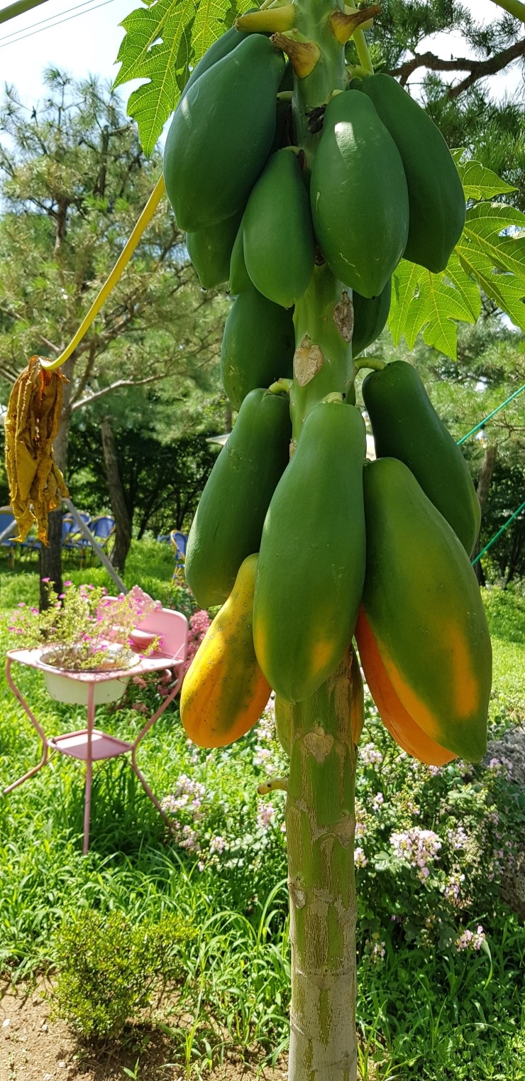 포레스타FORESTA 이미지