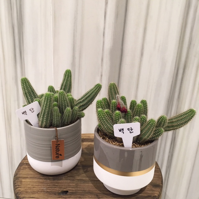 백단 이미지