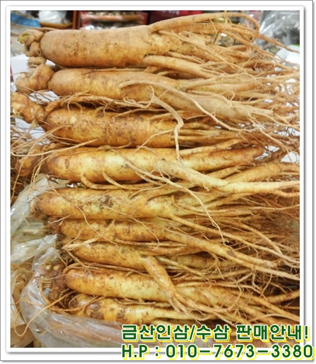 건강한인삼 이미지