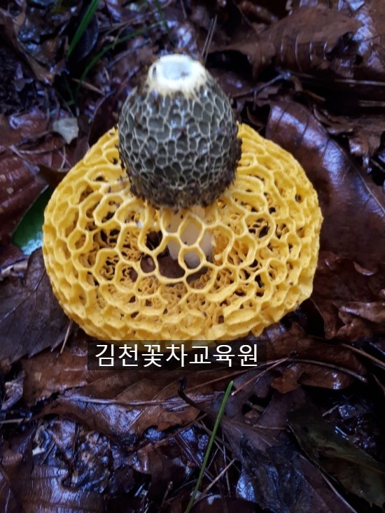 김천꽃차교육원 이미지