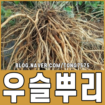 우슬뿌리 효능과 먹는 방법 알아보기 : 네이버 블로그