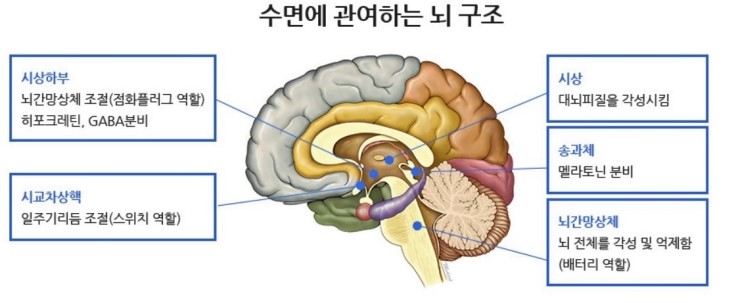 불면증 3> 불면증은 수면과 각성을 조절하는 시상하부와 뇌간망상체의 기능이 손상되어 나타난다 : 네이버 블로그