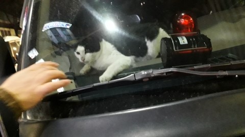 광성자동차 이미지