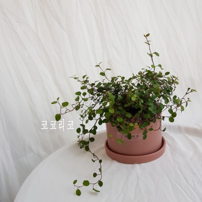 트리안코 이미지