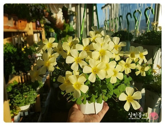 살찐붕어 이미지