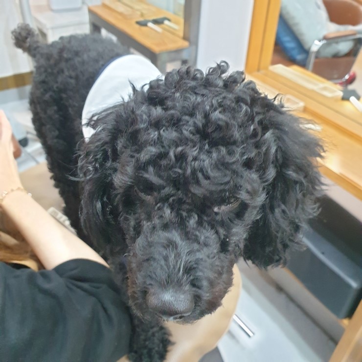 살롱드밍 이미지