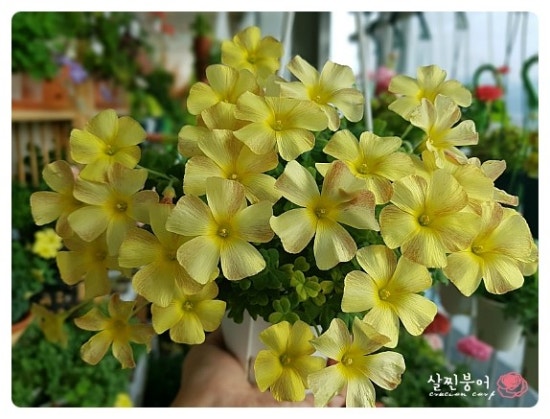 살찐붕어 이미지