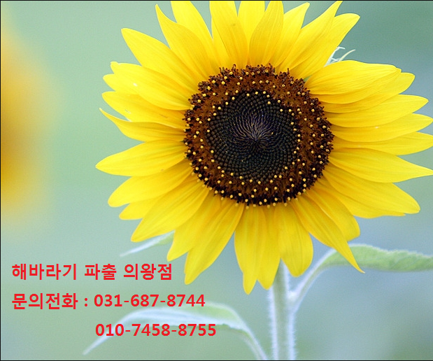 해바라기파출 이미지
