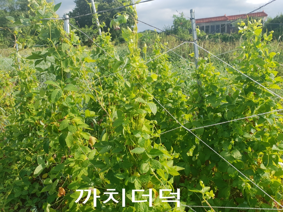 까치수퍼 이미지