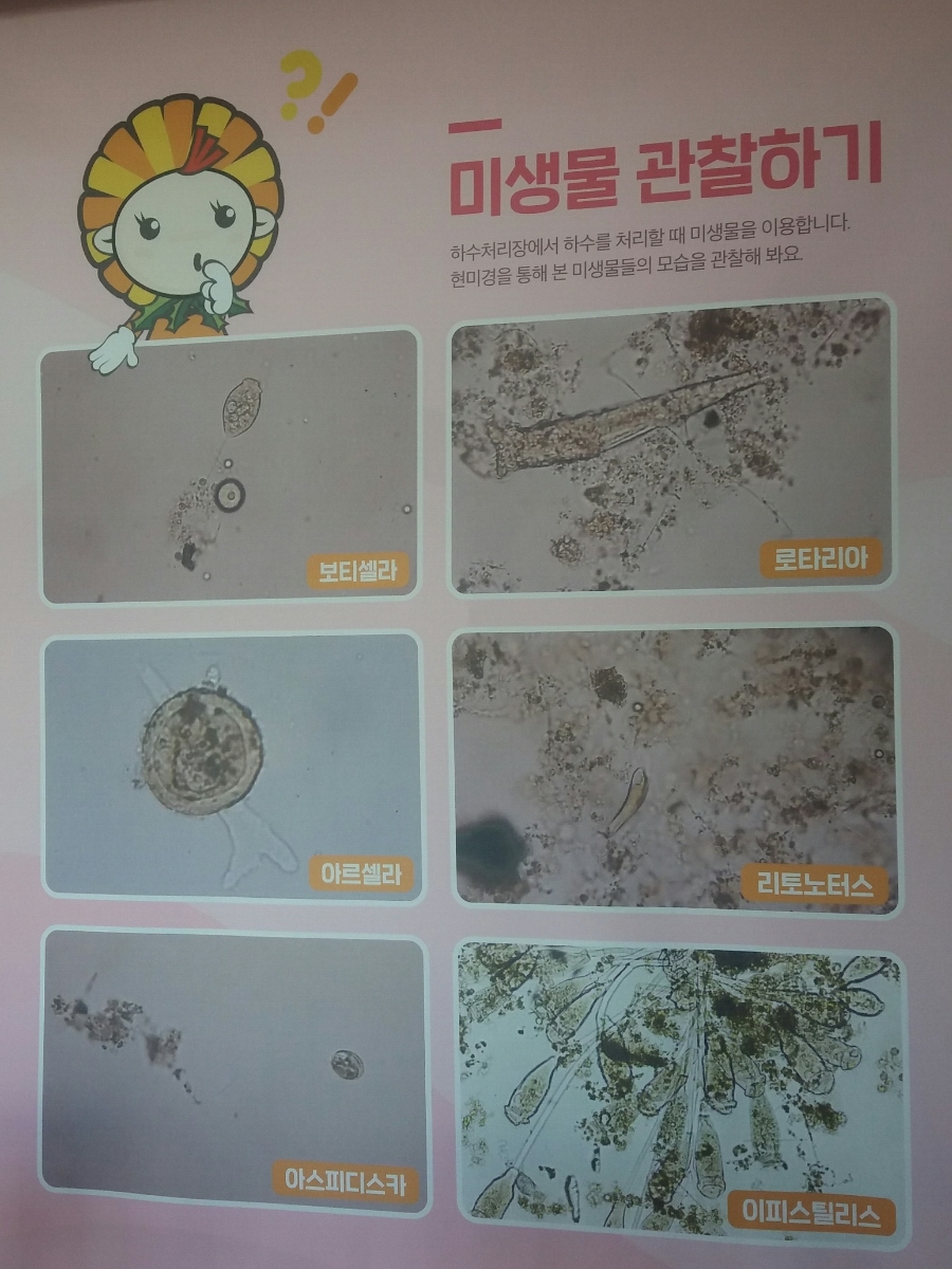 아르셀라 이미지