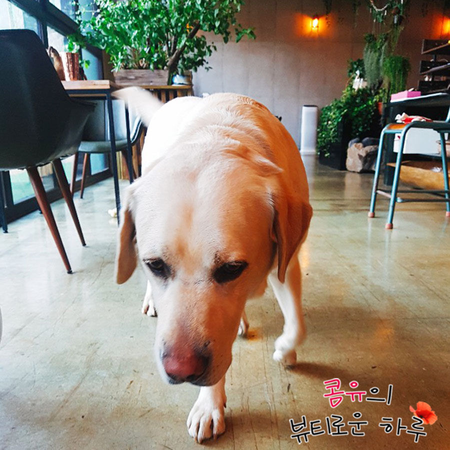 세라핌모아 이미지