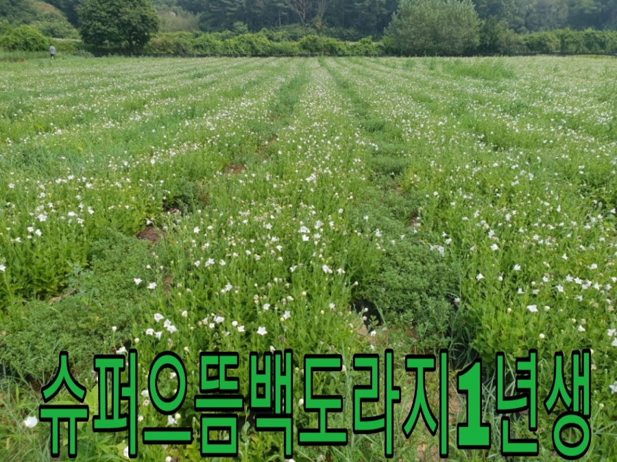 까치슈퍼 이미지
