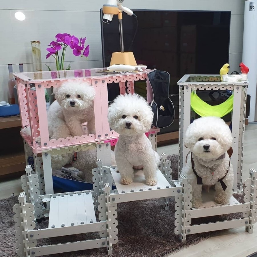 다소다 이미지