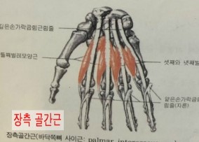 손가락통증저림뻣뻣, 손가락굽혀지지않음, 손가락관절염 - 골간근! 대전관평동한의원 : 네이버 블로그
