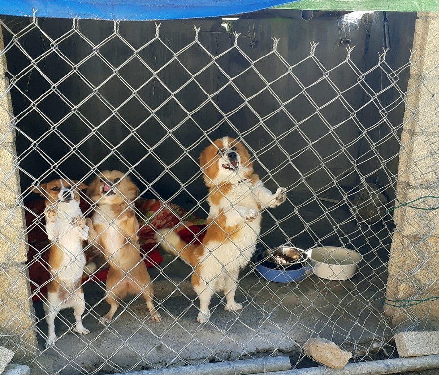왈왈왈 이미지