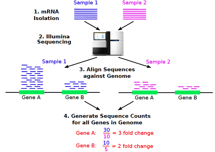 전사체학 (transcriptomics) - 1. 전사체의 의미와 분석 방법 : 네이버 블로그