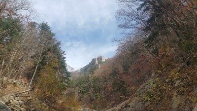 설악산강황칼국수 이미지