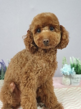 뷰토 이미지