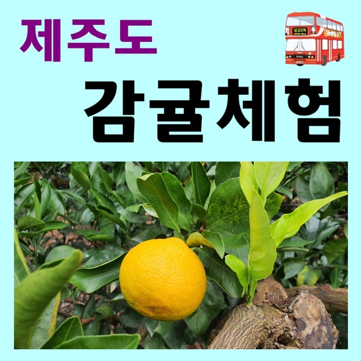 아연네감귤체험농장 이미지