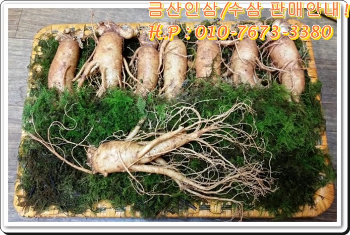 금산인삼 이미지