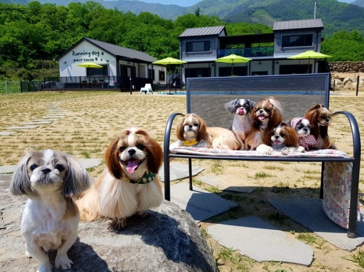 런닝독 이미지