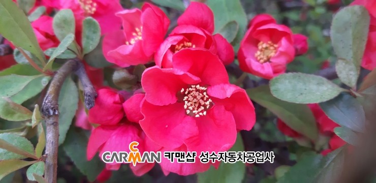 성수카센타 이미지
