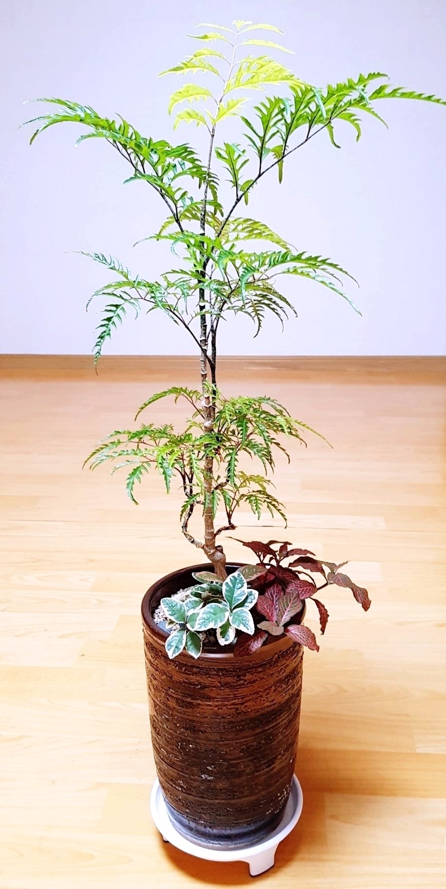 폴리화원 이미지