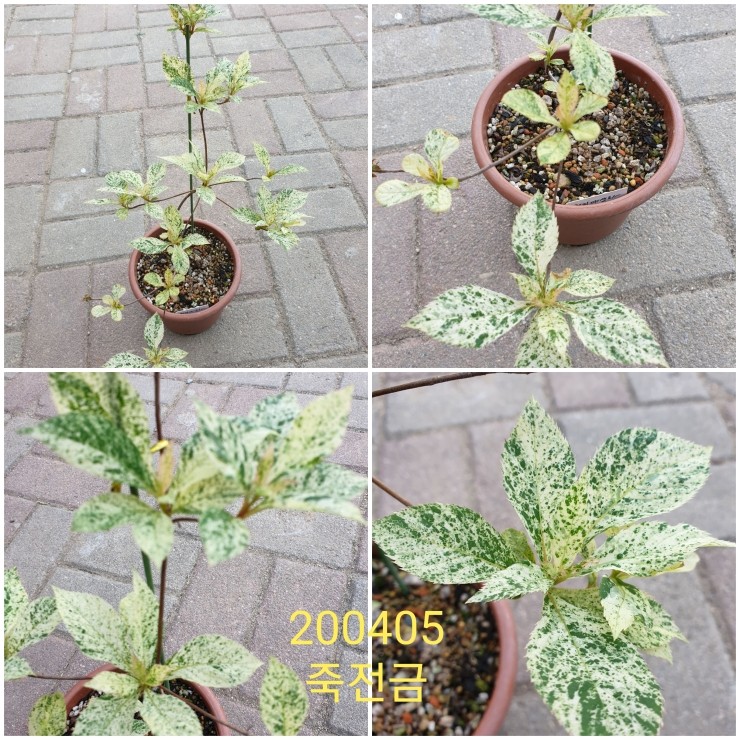 꽃뜨락 이미지