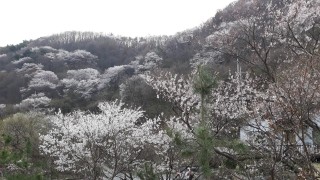 들꽃세상 이미지