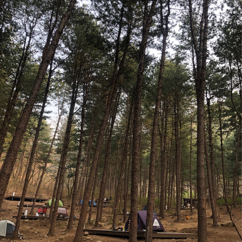 잣나무 장 호명산 숲 캠핑 [캠핑]호명산 잣나무숲속