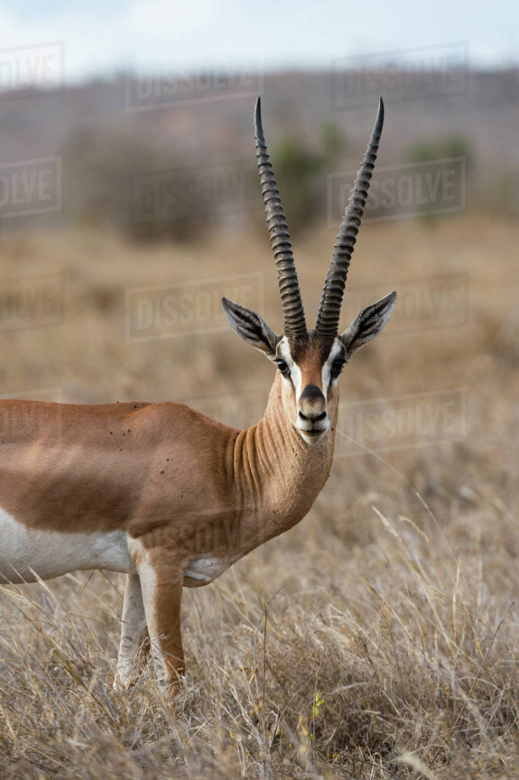 치타를 무찌른 그랜트가젤(Grant's gazelle) / 발톱이 퇴화된 치타의 레슬링 전투력 한계 : 네이버 블로그