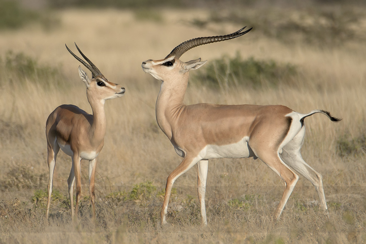 치타를 무찌른 그랜트가젤(Grant's gazelle) / 발톱이 퇴화된 치타의 레슬링 전투력 한계 : 네이버 블로그