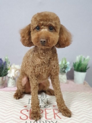 뷰토 이미지