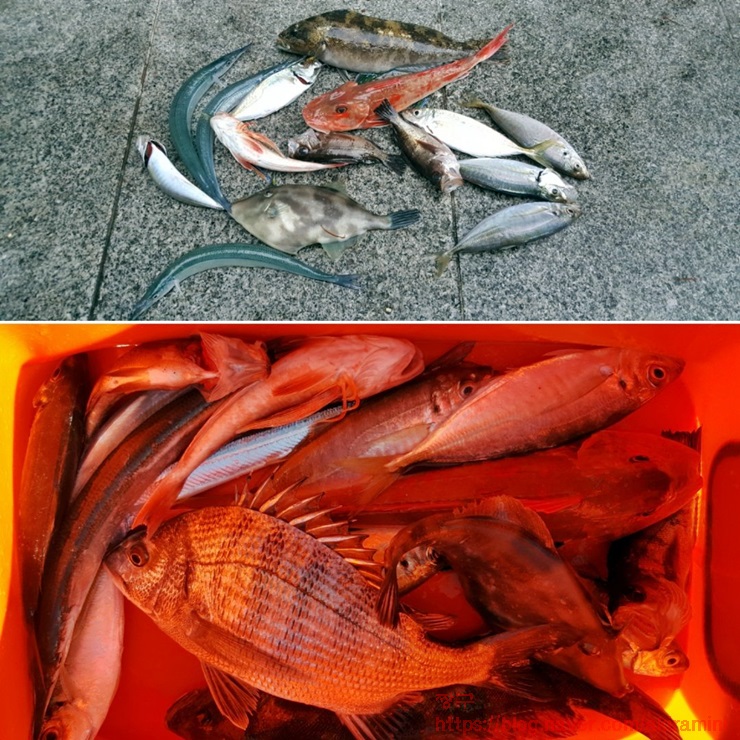 오비도낚시 이미지