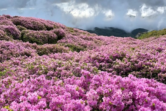 산철죽 군락지 이미지