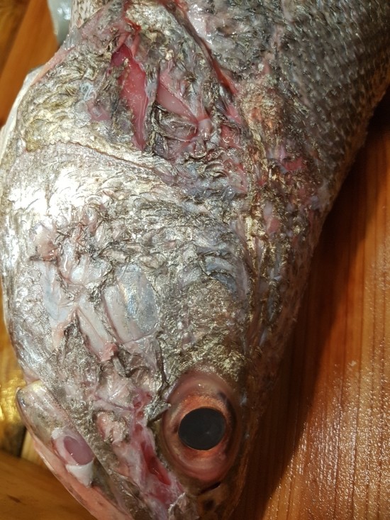 목포세발낙지 이미지