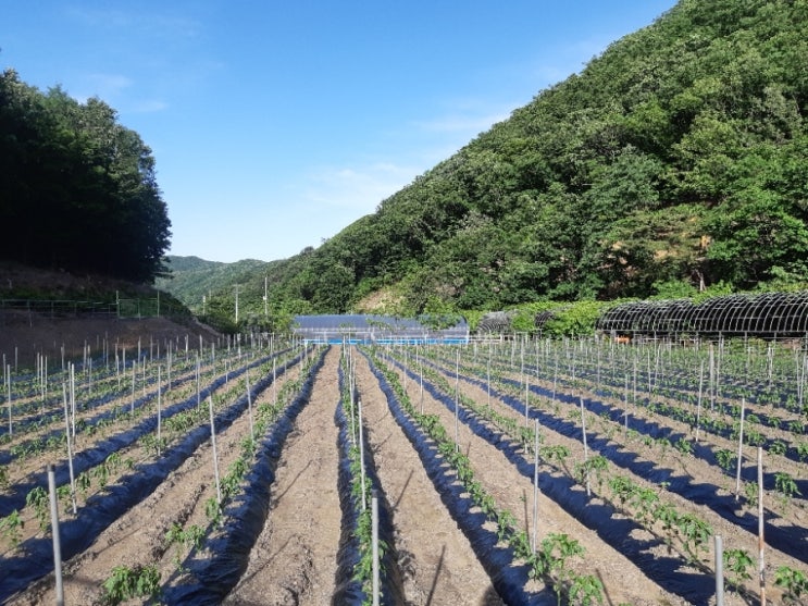 산모랭이풀내음 이미지