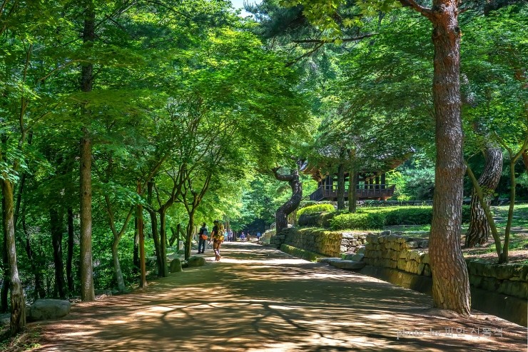 숲길 이미지