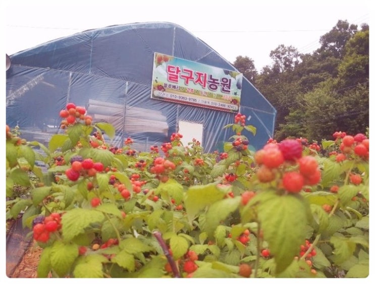 달구지농원 이미지