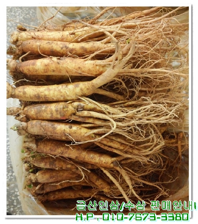 건강한인삼 이미지