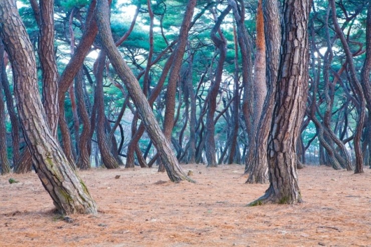 송림(松林) 이미지