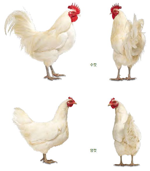 꼬꼬계란 이미지